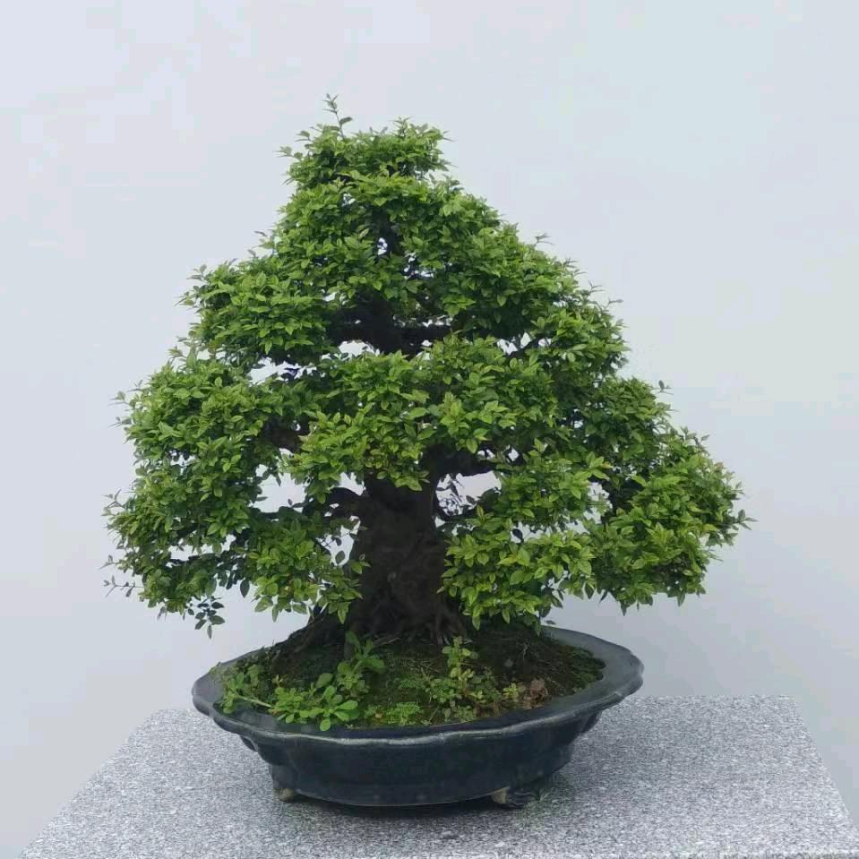 小铺503