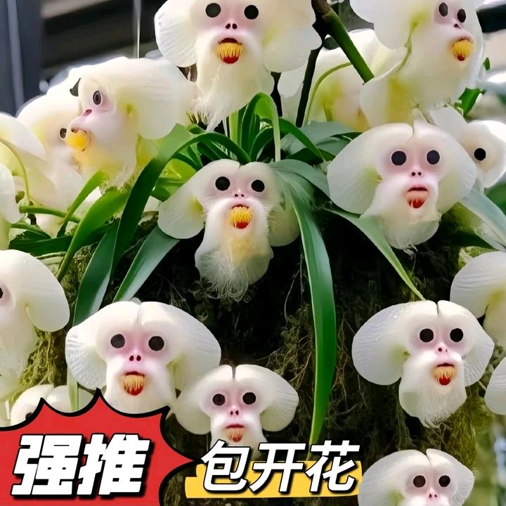 烟王