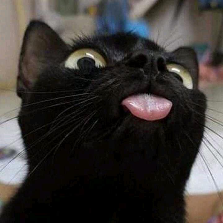 梦幻西游黑猫（回收退坑资源）