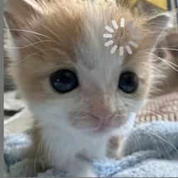 红苏的粥粥