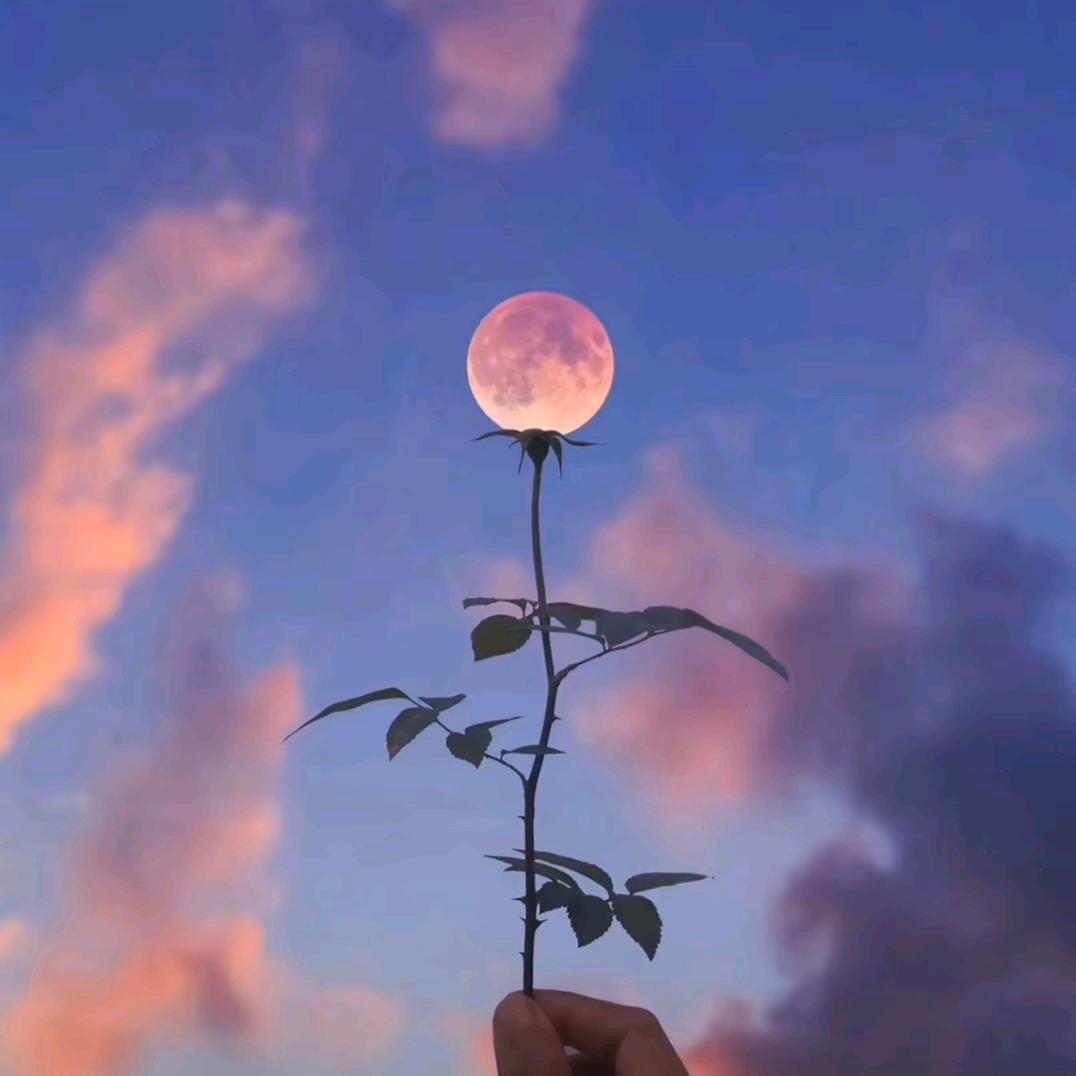 活在梦里的日子头像