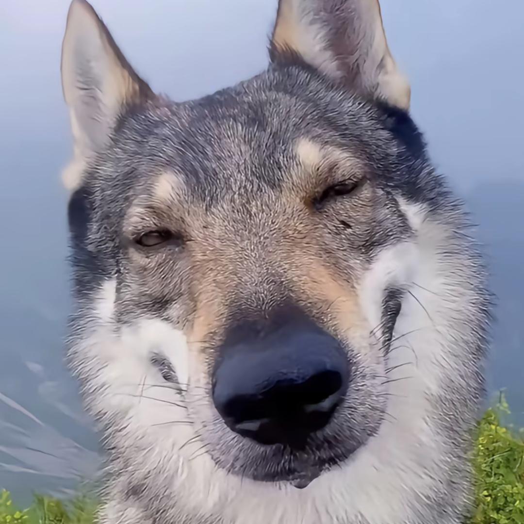 小艺没有棒棒糖🍭