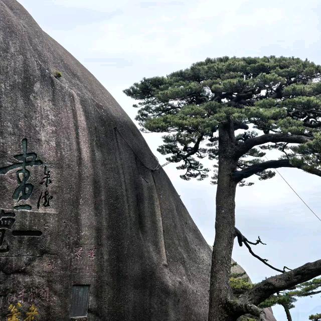 晚枫
