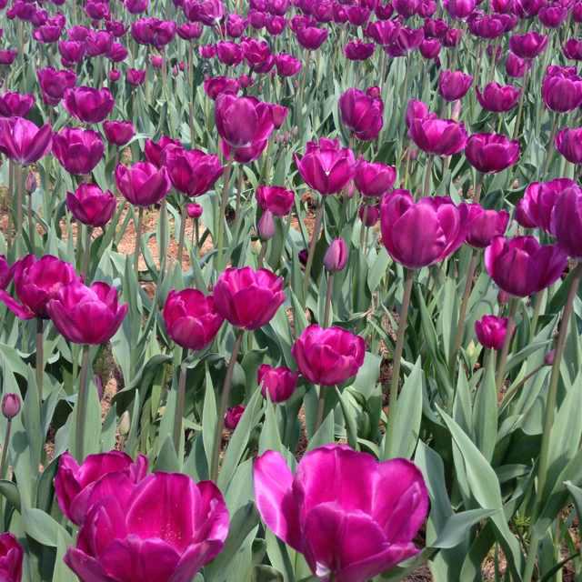 `嘟嘟嘟嘟嘟嘟的