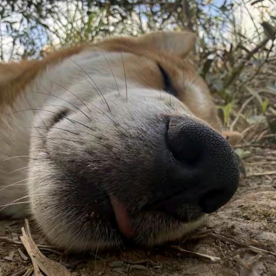 左手山右手河吃着樱桃摸着馍