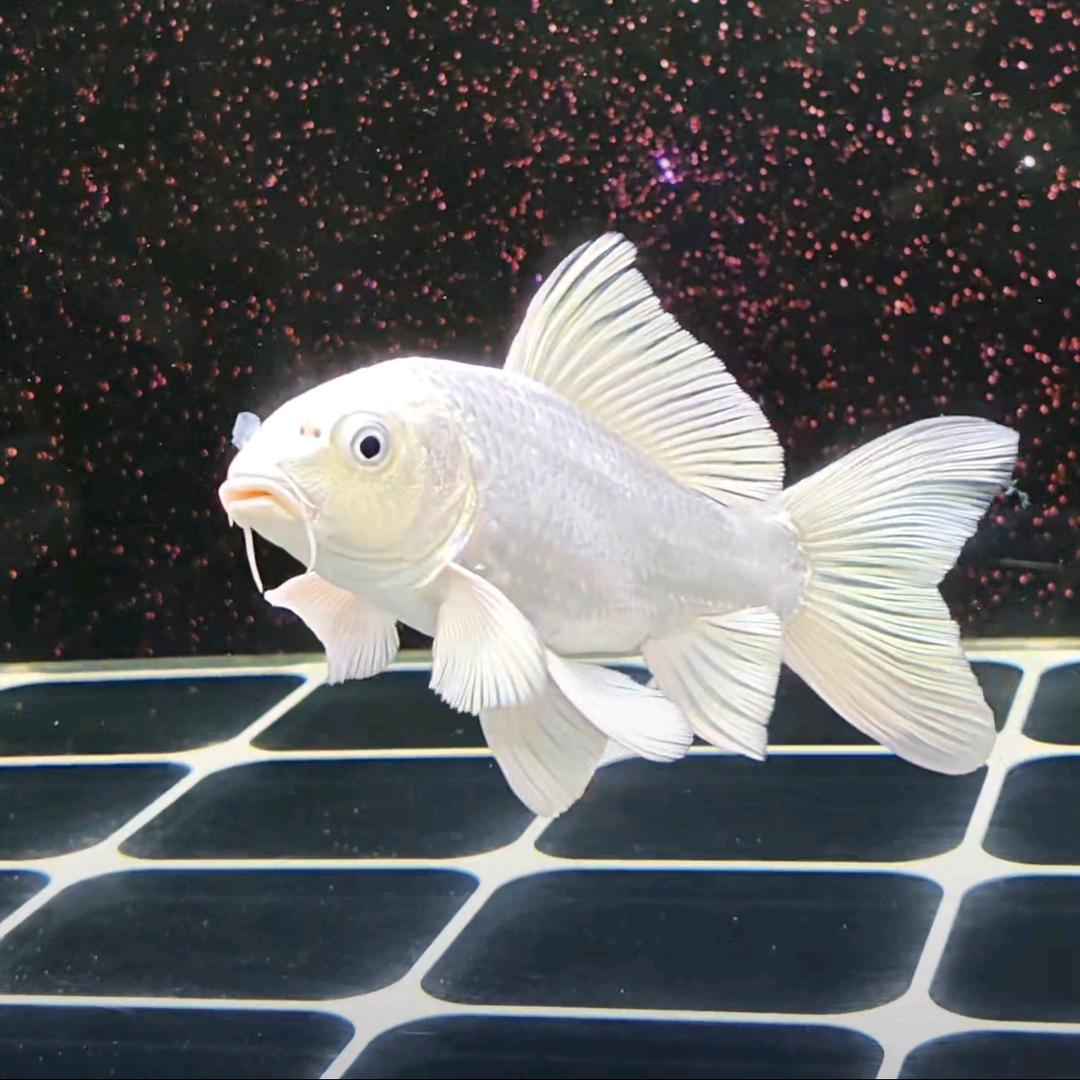 董不懂养鱼日记