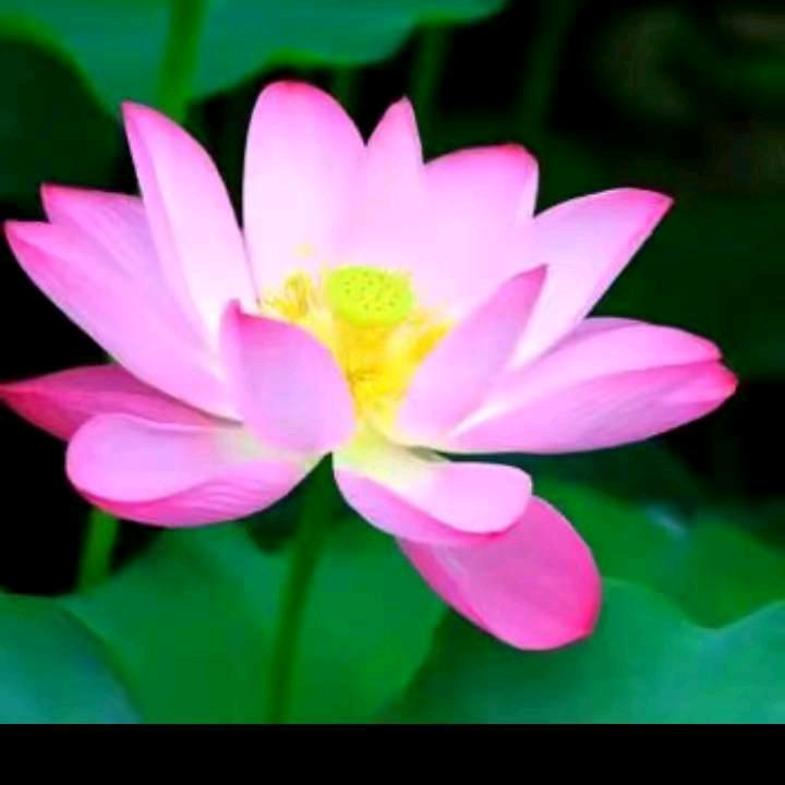 🌹修心养性🌹