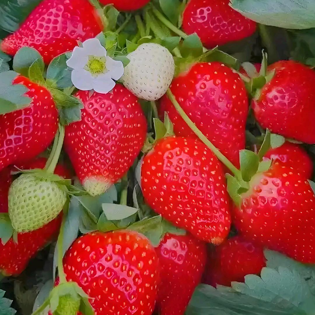 牛奶小草莓