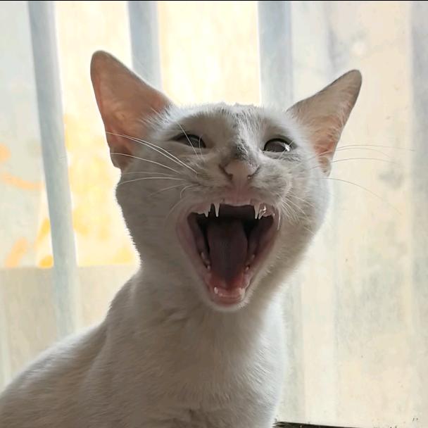 猫掌柜