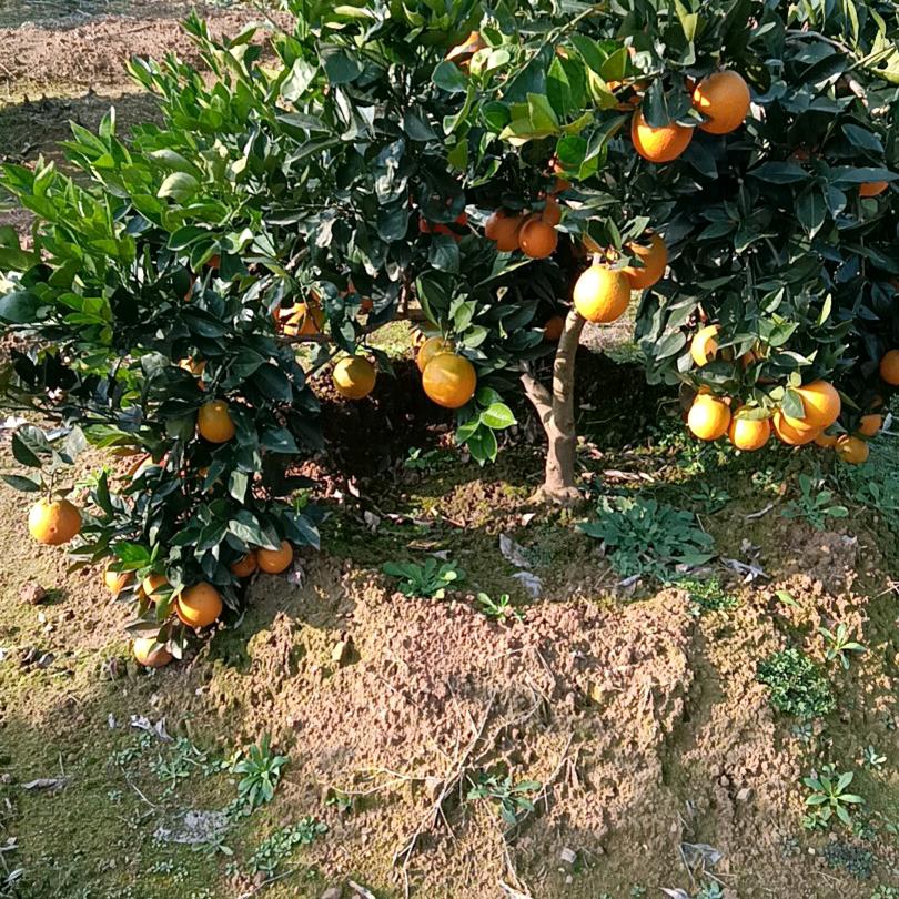 @老玩童（n1818）