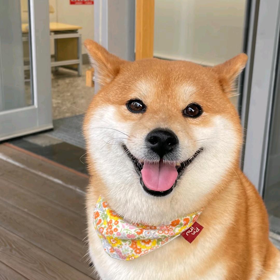宠物百科知识🐶