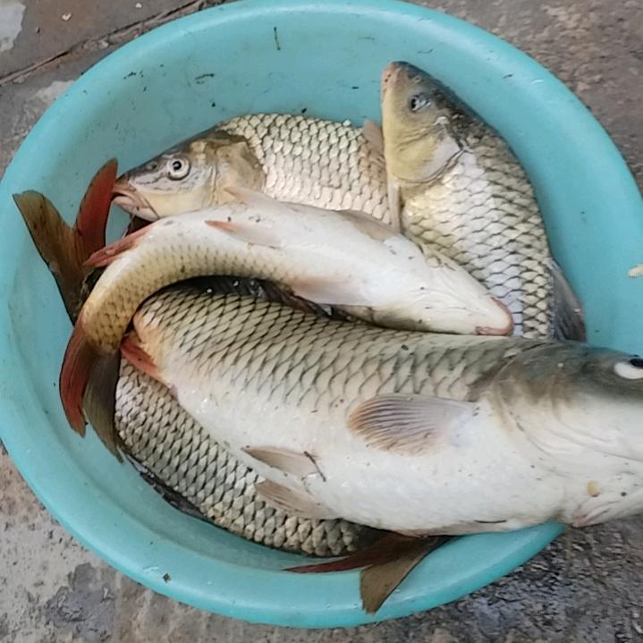 钓鱼人小辉
