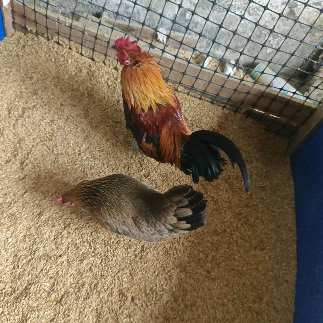 张小玉土鸡爱好者