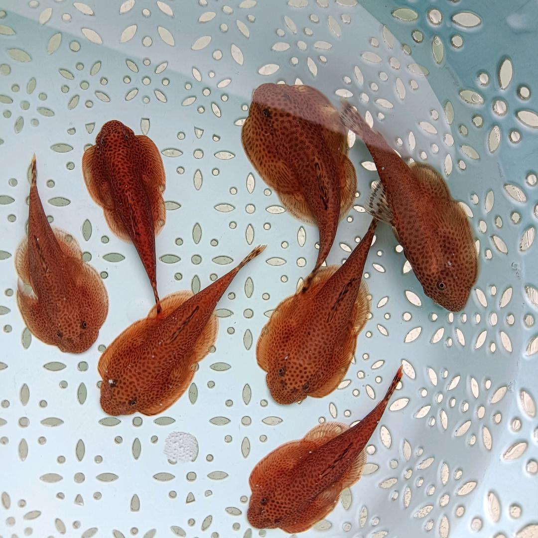 原生有鱼水族