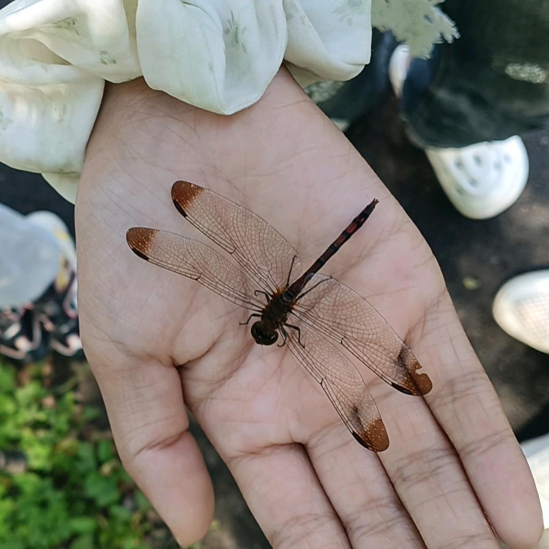 筽驀mo