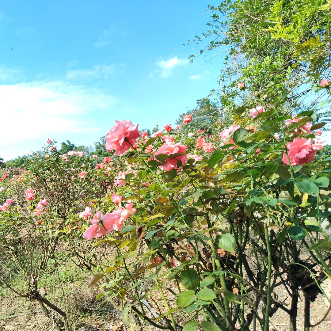 🦋ꦿ໊余生᭄🕊随心᭄ꦿᩚ丁二妹