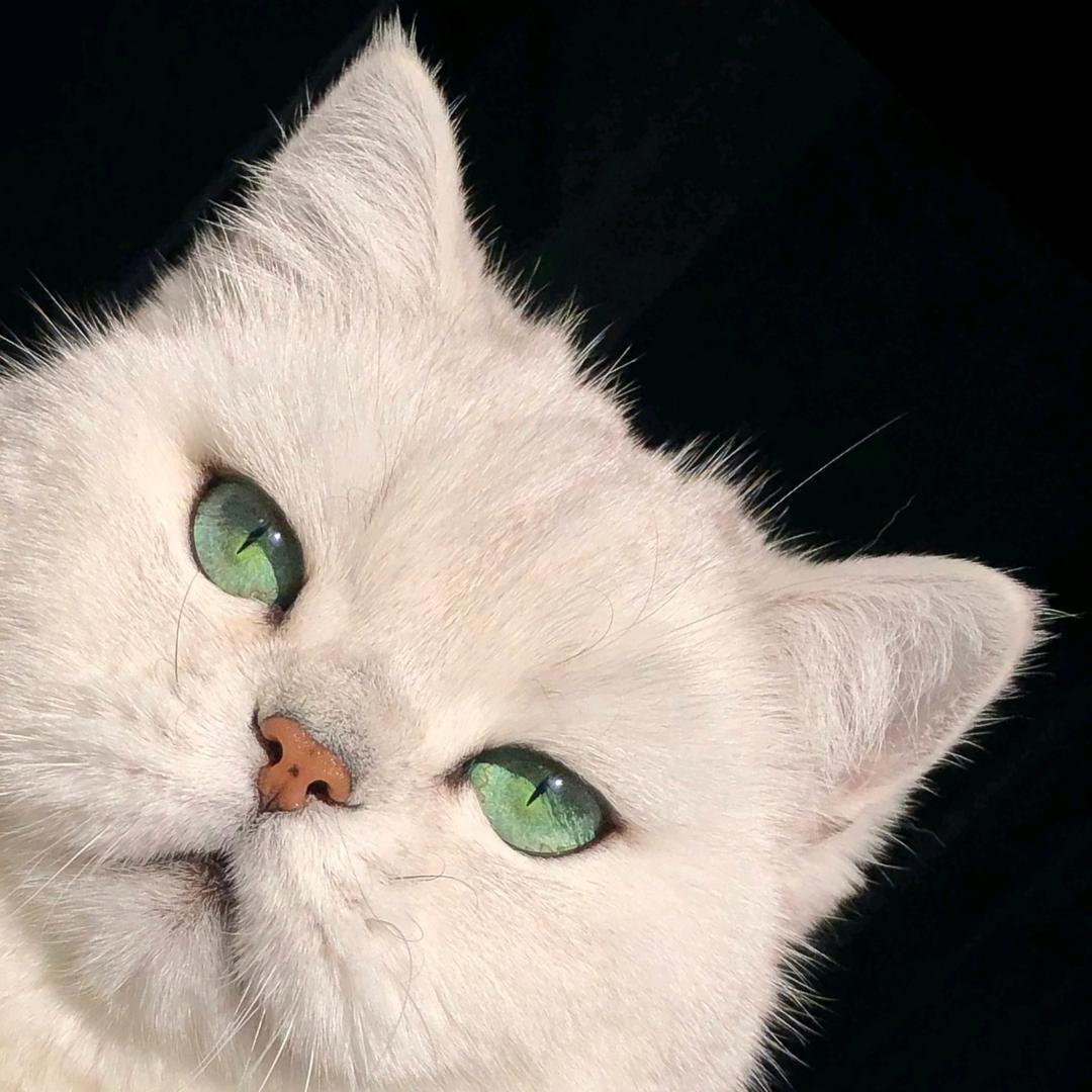 陈望兮Fiona💚