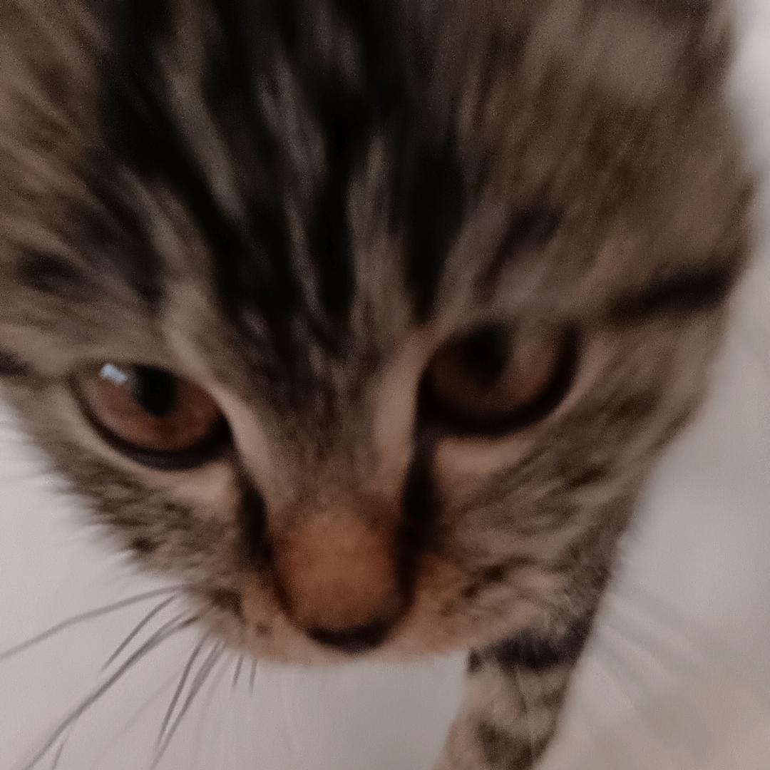 呢呢