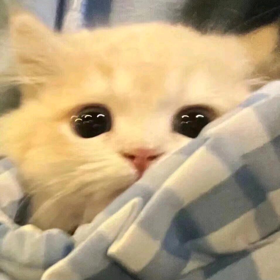 姜总最好看的清纯的小文爱喝柠檬茶