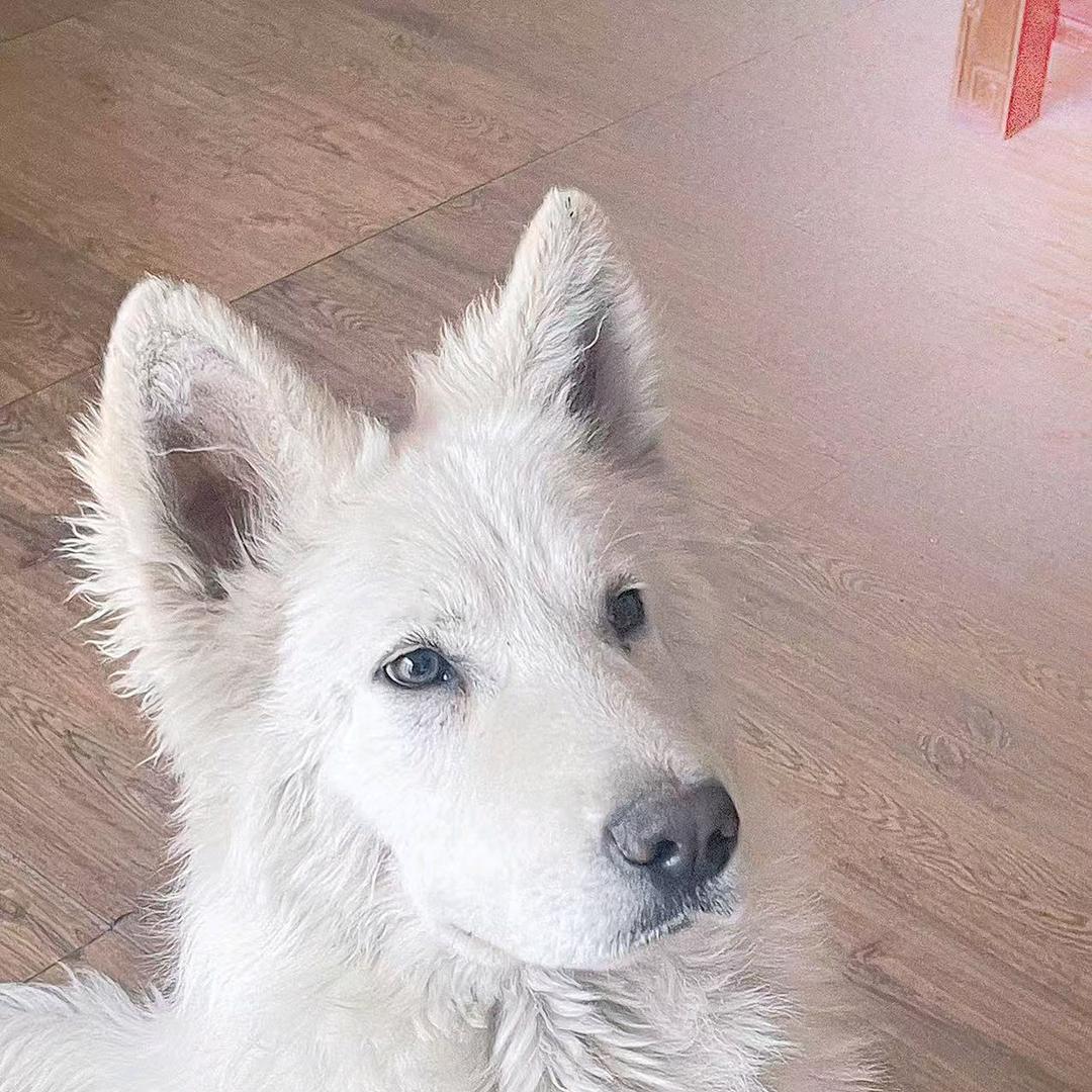 CKU瑞士牧羊犬 白德牧