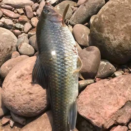 随缘杆法🎣愿者上钩