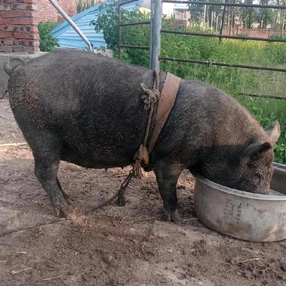 安徽特色卤味<招学徒>