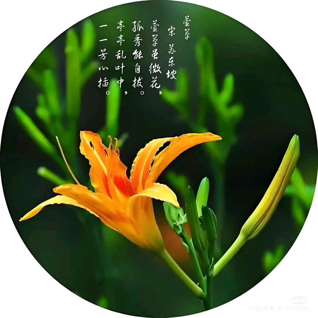 忘忧草