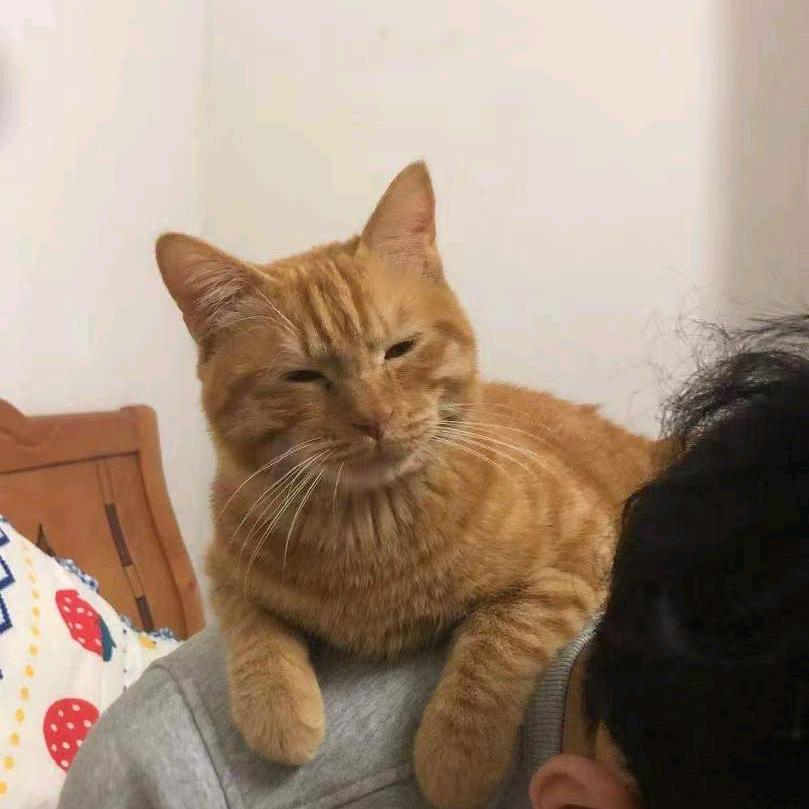 枭雄以变成小鸟