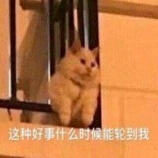 去码头整点薯条