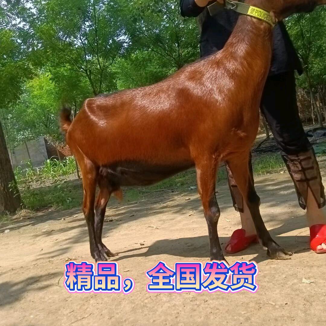 精品红鹿，瑞士黑金，萨能奶山羊之家