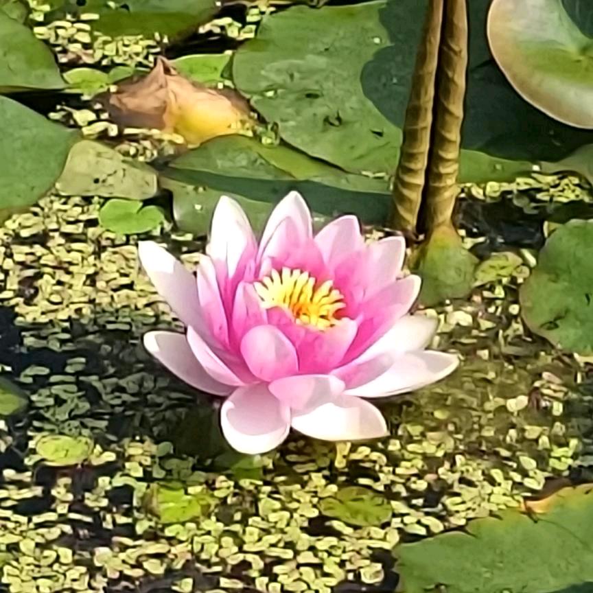 徐秀芬