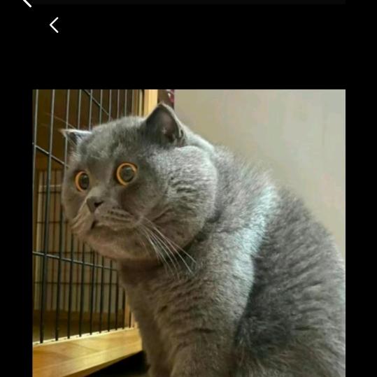 猫猫