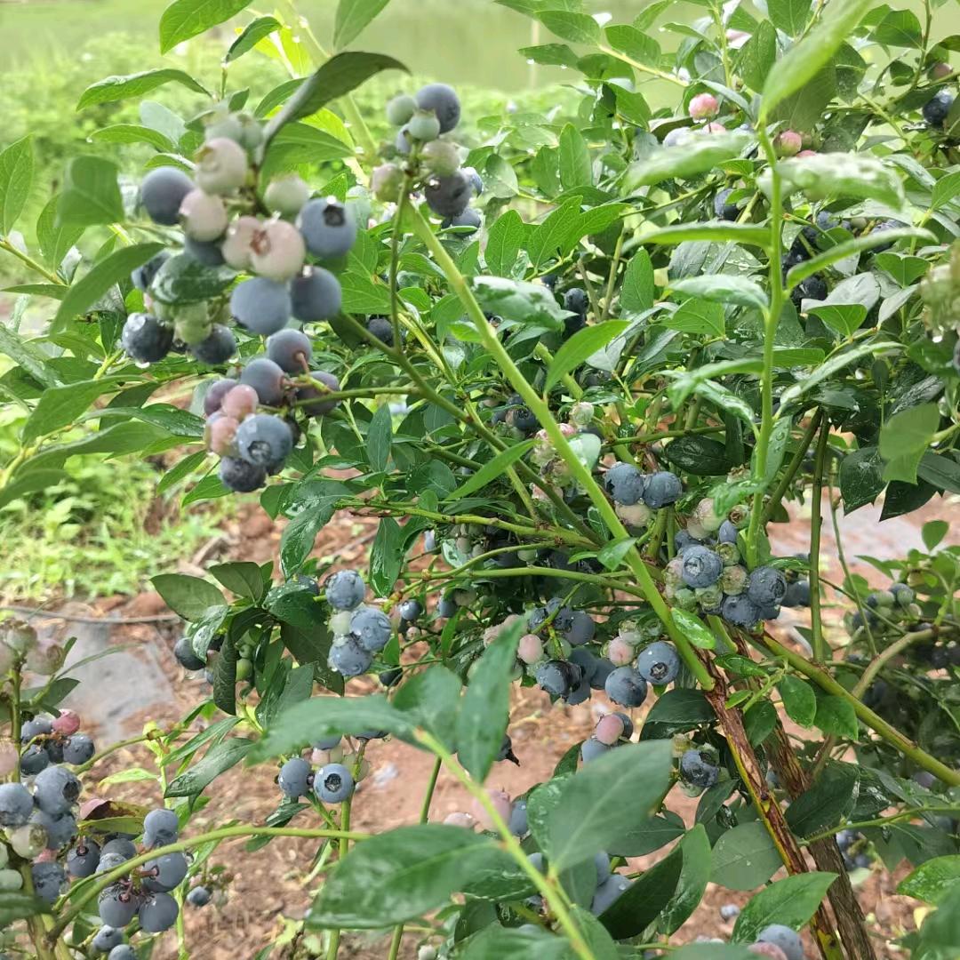 会泽乐业。小张