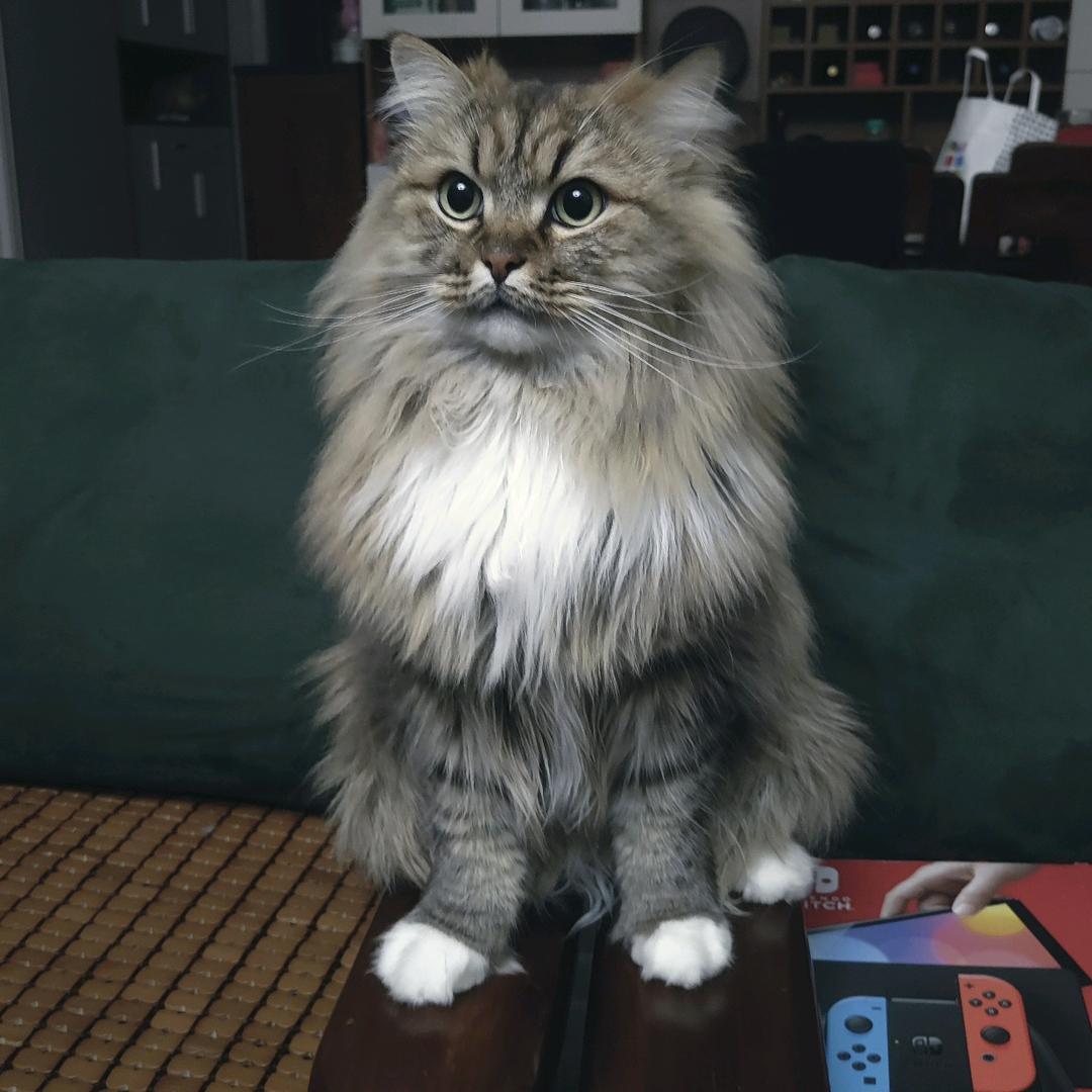 两两是只猫