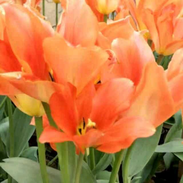 雨花石【拒绝聊天】