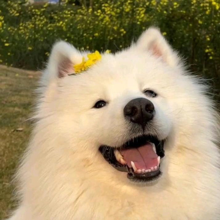 🍋