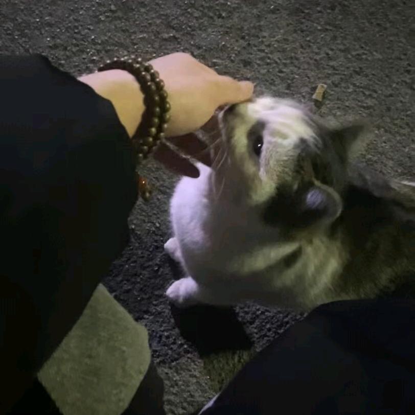 ꧁黎阳꧂