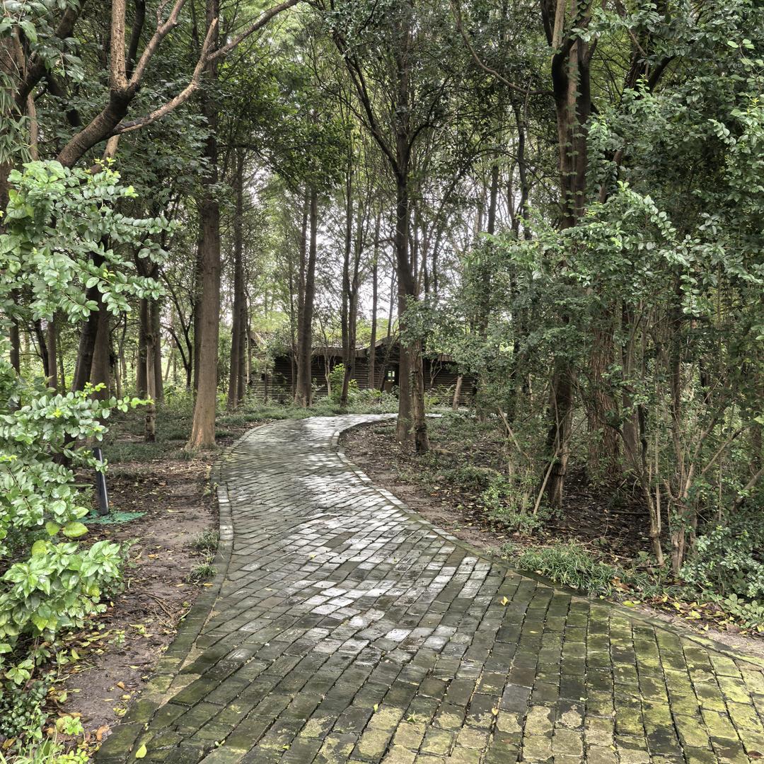 心向阳光待花期