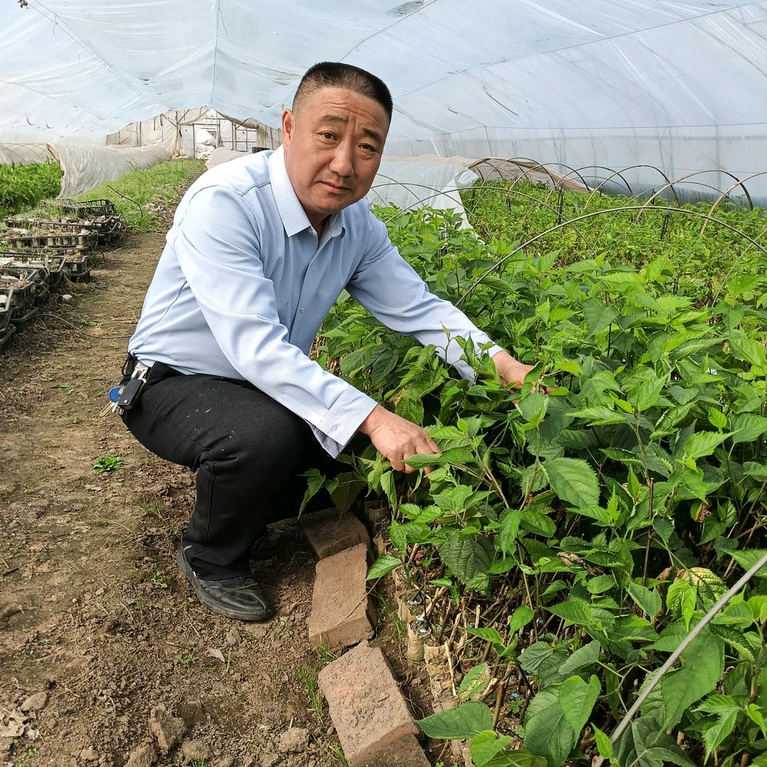 中科富民构树小李