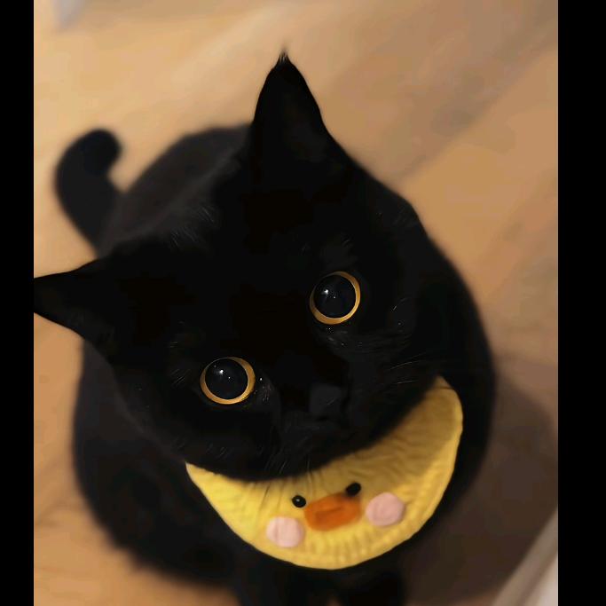 小野猫