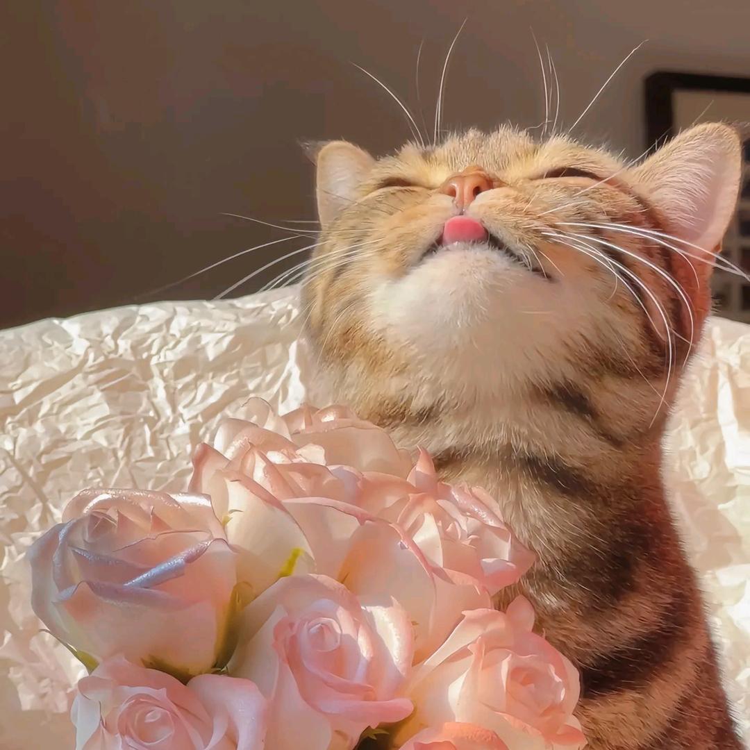 一只阿喵😽