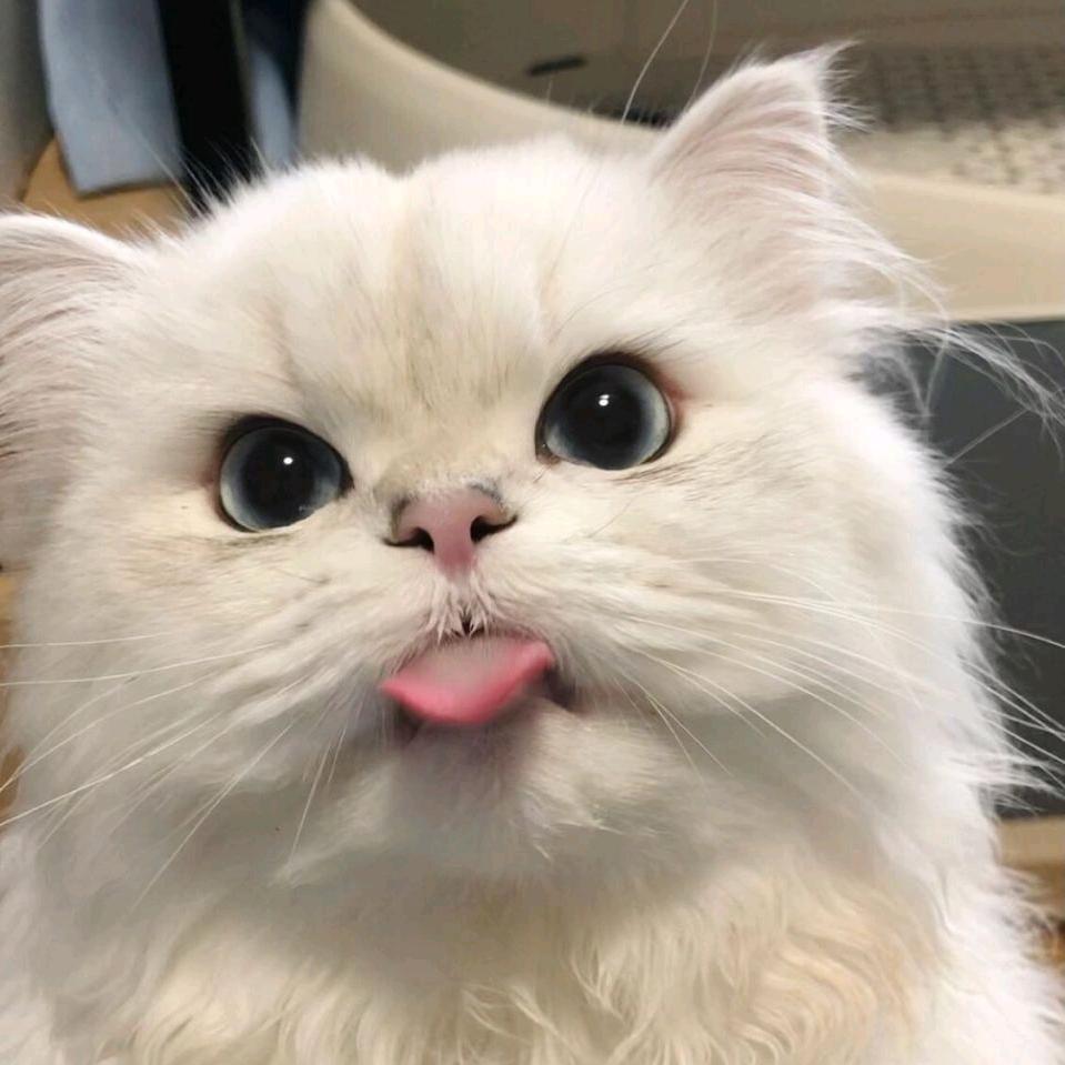汤姆喵喵