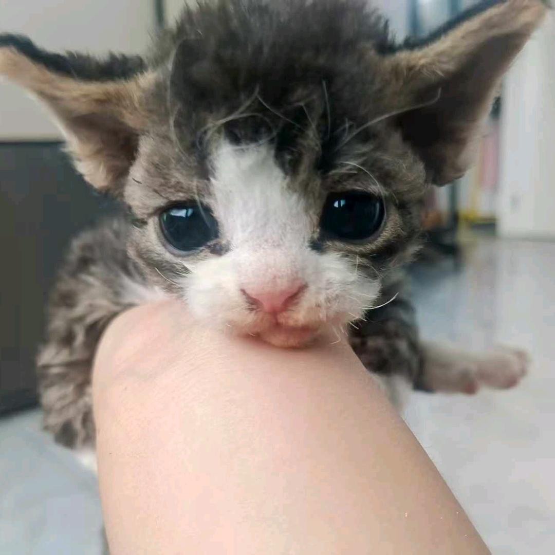 卖小猫挣大钱，喵喵喵（幸福捏，除了上班