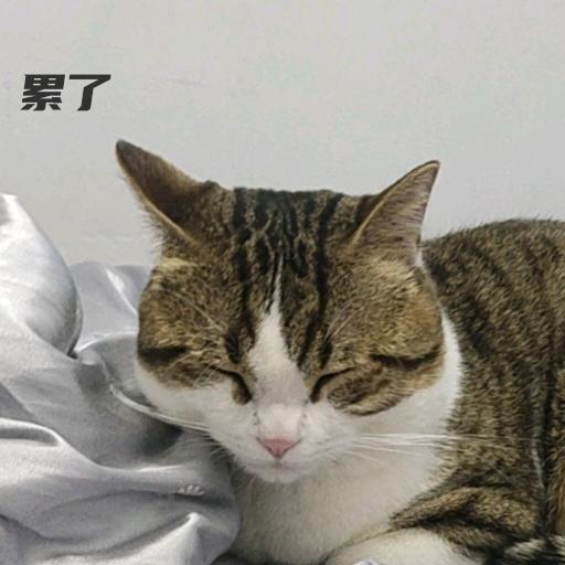 花花豆豆