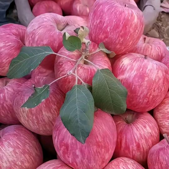 一帆风顺＜秋歌＞