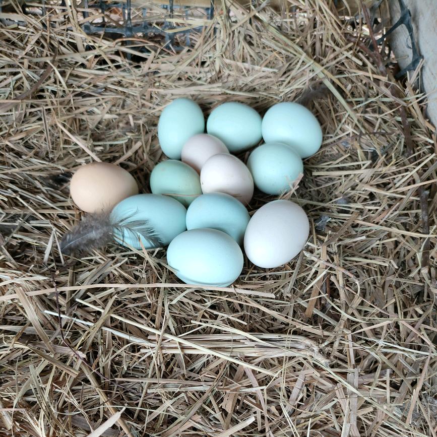 飞上枝头变凤凰