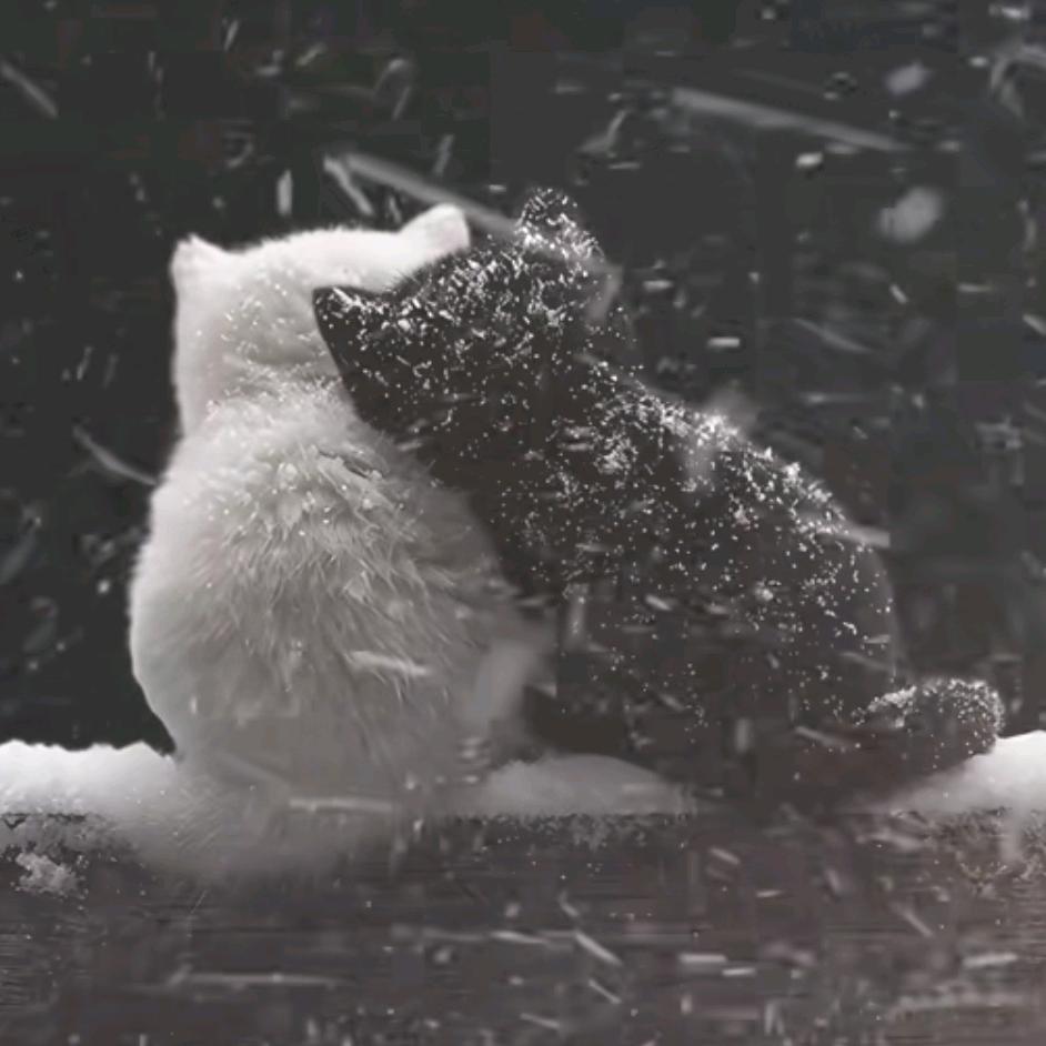 猫゛忆⁸⁰⁰⁸