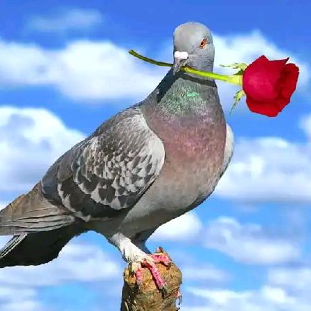 羽翼飞鸽🕊