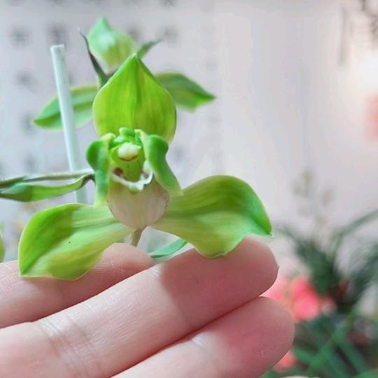 缘兰梦