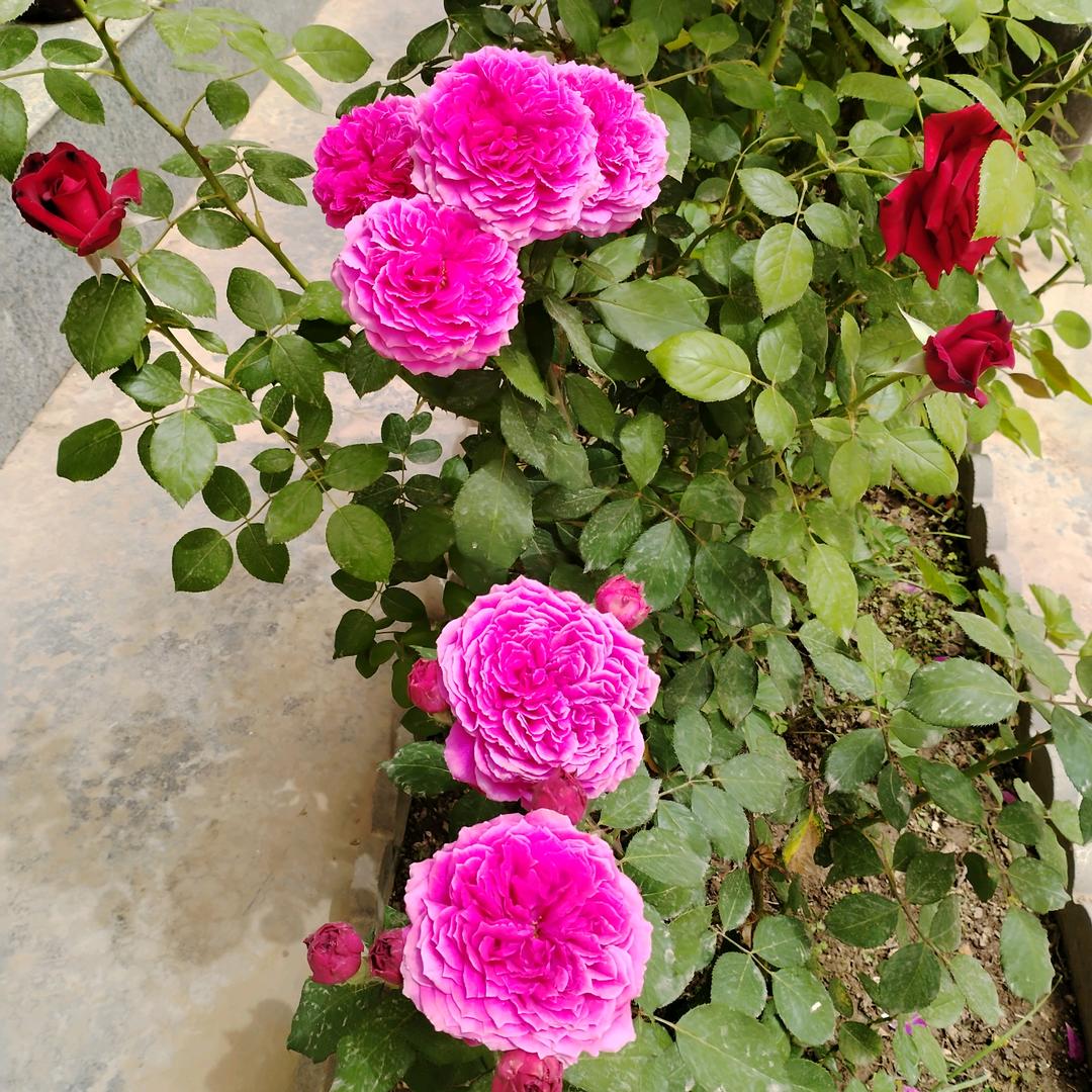 💞꧔ꦿ᭄郝运连连ღ᭄ 💕